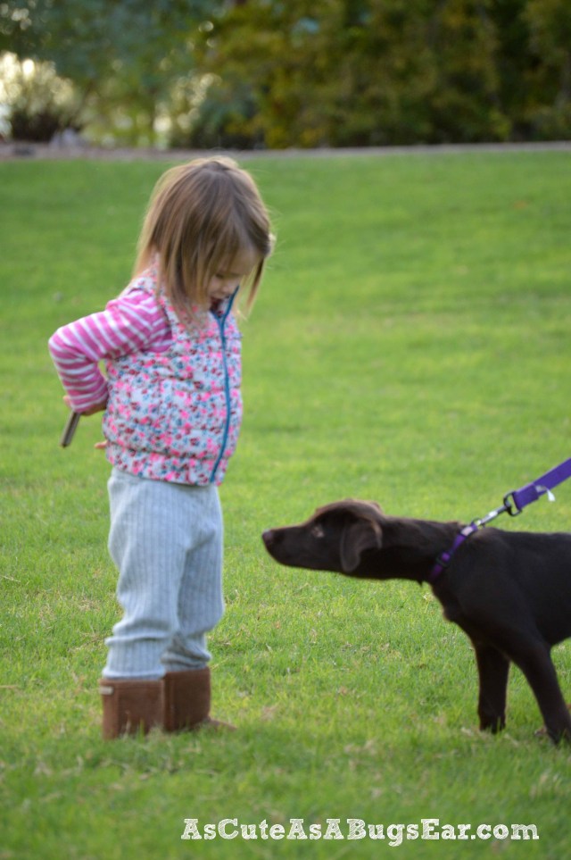 How to Train Your Puppy